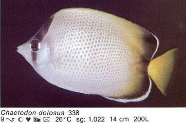 Chaetodon dolosus